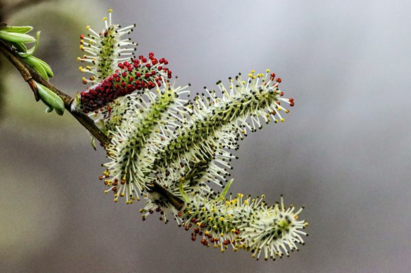 Quels types de sacs à main en osier sont à privilégier pour un pique-nique chic?